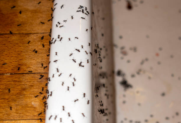 Insect Control in Cynthiana, KY